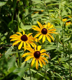 [Three flowers with somewhat thin yellow petals each with a dark brown lump in the center which rises in a mound shape well above the petals. Each flower has about a dozen petals.]